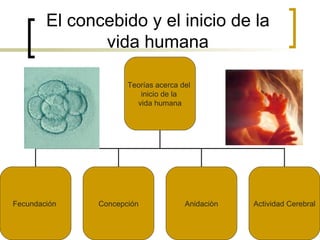 El concebido y el inicio de la vida humana Teorías acerca del  inicio de la  vida humana Fecundación  Concepción Anidaciòn Actividad Cerebral 