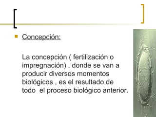 Concepción: La concepción ( fertilización o impregnación) , donde se van a producir diversos momentos biológicos , es el resultado de  todo  el proceso biológico anterior. 