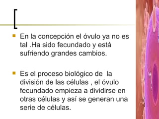 En la concepción el óvulo ya no es tal .Ha sido fecundado y está sufriendo grandes cambios. Es el proceso biológico de  la división de las células , el óvulo fecundado empieza a dividirse en otras células y así se generan una serie de células. 