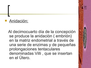 Anidación: Al decimocuarto día de la concepción se produce la anidaciòn ( embrión) en la matriz endometrial a través de una serie de enzimas y de pequeñas prolongaciones tentaculares denominadas Villi , que se insertan en el Útero. 