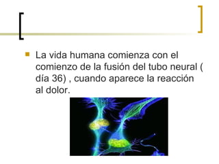 La vida humana comienza con el comienzo de la fusión del tubo neural ( día 36) , cuando aparece la reacción al dolor. 