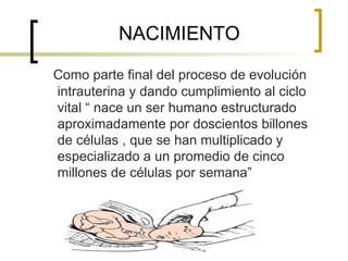 NACIMIENTO Como parte final del proceso de evolución intrauterina y dando cumplimiento al ciclo vital “ nace un ser humano estructurado aproximadamente por doscientos billones de células , que se han multiplicado y especializado a un promedio de cinco millones de células por semana” 