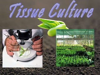 Tissue Culture 
