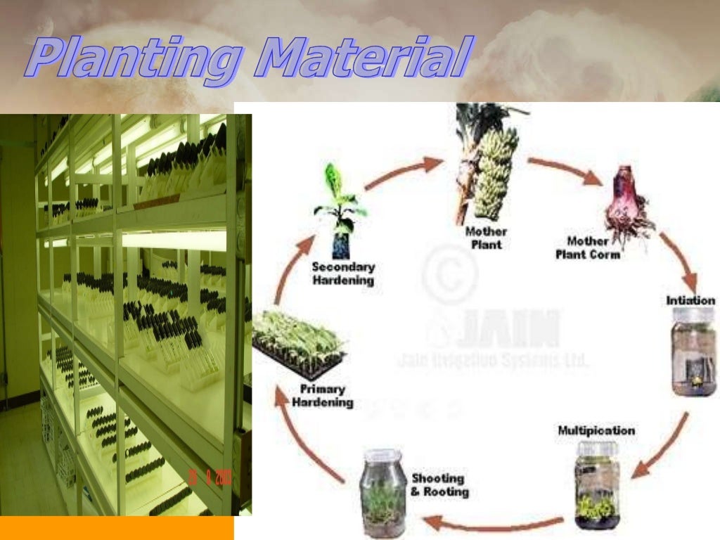 tissue culture hybridization