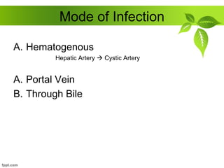 Mode of Infection
A. Hematogenous
Hepatic Artery  Cystic Artery
A. Portal Vein
B. Through Bile
 