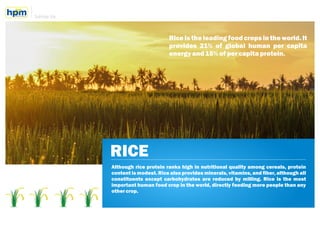 Sukhiya Vip
RICE
Although rice protein ranks high in nutritional quality among cereals, protein
content is modest. Rice al...