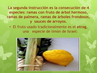 La segunda instrucción es la consecución de 4
especies: ramas con fruto de árbol hermoso,
ramas de palmera, ramas de árboles frondosos,
y sauces de arroyos.
• El fruto usado tradicionalmente es el etrog,
una especie de limón de Israel:
 