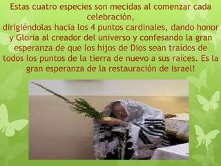 Estas cuatro especies son mecidas al comenzar cada
celebración,
dirigiéndolas hacia los 4 puntos cardinales, dando honor
y Gloria al creador del universo y confesando la gran
esperanza de que los hijos de Dios sean traídos de
todos los puntos de la tierra de nuevo a sus raíces. Es la
gran esperanza de la restauración de Israel!
 