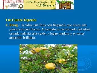 Las Cuatro EspeciesLas Cuatro Especies
1. Etrog1. Etrog – la cidra, una fruta con fragancia que posee una– la cidra, una fruta con fragancia que posee una
gruesa cáscara blanca. A menudo es recolectado del árbolgruesa cáscara blanca. A menudo es recolectado del árbol
cuando todavía está verde, y luego madura y se tornacuando todavía está verde, y luego madura y se torna
amarrillo brillante.amarrillo brillante.
 
