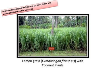 Lemon grass (Cymbopogon flexuosus) with
Coconut Plants
 