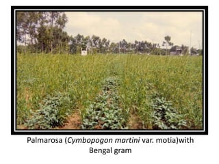 Palmarosa (Cymbopogon martini var. motia)with
Bengal gram
 