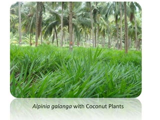 Alpinia galanga with Coconut Plants
 