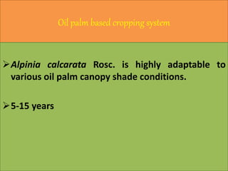 Oil palm based cropping system
Alpinia calcarata Rosc. is highly adaptable to
various oil palm canopy shade conditions.
5-15 years
 