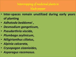 Intercropping of medicinal plants in
black pepper
• Inter-spaces remain unutilized during early years
of planting
• Adhatoda beddomei ,
• Desmodium gangeticum,
• Pseudarthria viscida,
• Plumbago zeylinicum,
• Niligirianthus ciliatus,
• Alpinia calcarata,
• Crysopogon zizanioides,
• Asparagus racemosus.
 
