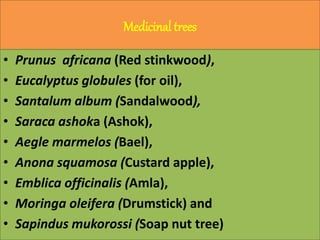 Medicinal trees
• Prunus africana (Red stinkwood),
• Eucalyptus globules (for oil),
• Santalum album (Sandalwood),
• Saraca ashoka (Ashok),
• Aegle marmelos (Bael),
• Anona squamosa (Custard apple),
• Emblica officinalis (Amla),
• Moringa oleifera (Drumstick) and
• Sapindus mukorossi (Soap nut tree)
 