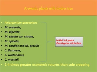 Aromatic plants with timber tree
• Pelargonium graveolens
• M. arvensis,
• M. piperita,
• M. citrata var. citrata,
• M. spicata,
• M. cardiac and M. gracilis
• C. flexuosus,
• C. winterianus,
• C. martinii.
• 2-4 times greater economic returns than sole cropping
Initial 3-5 years
Eucalyptus citriodora
 