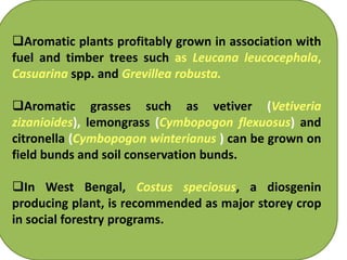 Aromatic plants profitably grown in association with
fuel and timber trees such as Leucana leucocephala,
Casuarina spp. and Grevillea robusta.
Aromatic grasses such as vetiver (Vetiveria
zizanioides), lemongrass (Cymbopogon flexuosus) and
citronella (Cymbopogon winterianus ) can be grown on
field bunds and soil conservation bunds.
In West Bengal, Costus speciosus, a diosgenin
producing plant, is recommended as major storey crop
in social forestry programs.
 