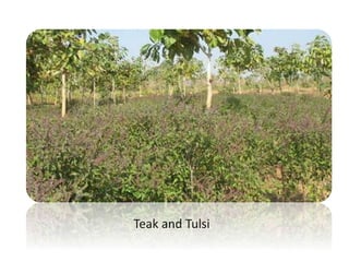Teak and Tulsi
 