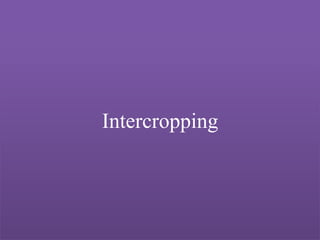 Intercropping
 