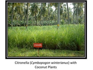 Citronella (Cymbopogon winterianus) with
Coconut Plants
 