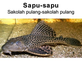 Sapu-sapuSapu-sapu
Sakolah pulang-sakolah pulangSakolah pulang-sakolah pulang
 