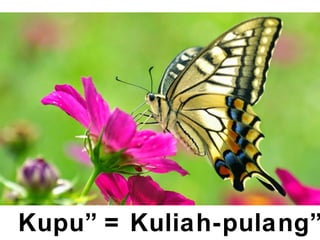 Kupu” = Kuliah-pulang”
 