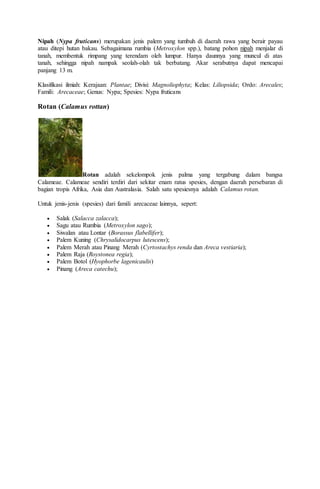 Nipah (Nypa fruticans) merupakan jenis palem yang tumbuh di daerah rawa yang berair payau
atau ditepi hutan bakau. Sebagaimana rumbia (Metroxylon spp.), batang pohon nipah menjalar di
tanah, membentuk rimpang yang terendam oleh lumpur. Hanya daunnya yang muncul di atas
tanah, sehingga nipah nampak seolah-olah tak berbatang. Akar serabutnya dapat mencapai
panjang 13 m.
Klasifikasi ilmiah: Kerajaan: Plantae; Divisi: Magnoliophyta; Kelas: Liliopsida; Ordo: Arecales;
Famili: Arecaceae; Genus: Nypa; Spesies: Nypa fruticans
Rotan (Calamus rottan)
Rotan adalah sekelompok jenis palma yang tergabung dalam bangsa
Calameae. Calameae sendiri terdiri dari sekitar enam ratus spesies, dengan daerah persebaran di
bagian tropis Afrika, Asia dan Australasia. Salah satu spesiesnya adalah Calamus rotan.
Untuk jenis-jenis (spesies) dari famili arecaceae lainnya, sepert:
 Salak (Salacca zalacca);
 Sagu atau Rumbia (Metroxylon sago);
 Siwalan atau Lontar (Borassus flabellifer);
 Palem Kuning (Chrysalidocarpus lutescens);
 Palem Merah atau Pinang Merah (Cyrtostachys renda dan Areca vestiaria);
 Palem Raja (Roystonea regia);
 Palem Botol (Hyophorbe lagenicaulis)
 Pinang (Areca catechu);
 