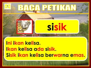 si sik I ni  i kan  ke li sa. I kan  ke li sa a da  si sik . Si sik  i kan  ke li sa ber war na e mas . BACA PETIKAN 