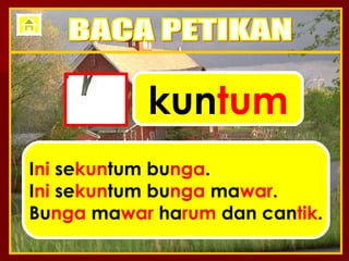 kun tum I ni  se kun tum bu nga . I ni  se kun tum bu nga  ma war . Bu nga  ma war  ha rum  dan can tik . BACA PETIKAN 