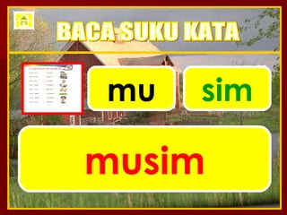 mu sim musim BACA SUKU KATA 