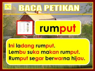 rum put I ni  la dang  rum put . Lem bu  su ka  ma kan  rum put . Rum put  se gar  ber war na hi jau . BACA PETIKAN 