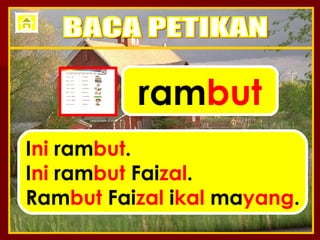 ram but I ni  ram but . I ni  ram but  Fai zal . Ram but  Fai zal  i kal  ma yang . BACA PETIKAN 
