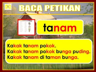 ta nam Ka kak  ta nam  po kok . Ka kak  ta nam  po kok  bu nga  pu ding . Ka kak  ta nam  di ta man  bu nga . BACA PETIKAN 