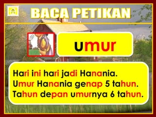 u mur Ha ri  i ni  ha ri  ja di  Ha na nia. U mur  Ha na nia ge nap  5 ta hun . Ta hun  de pan  u mur nya 6 ta hun . BACA PETIKAN 