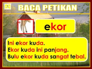 e kor I ni  e kor  ku da . E kor  ku da  i ni  pan jang . Bu lu  e kor  ku da  sa ngat  te bal . BACA PETIKAN 