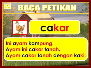 ca kar I ni  a yam  kam pung . A yam  i ni  ca kar  ta nah . A yam  ca kar  ta nah  de ngan  ka ki . BACA PETIKAN 