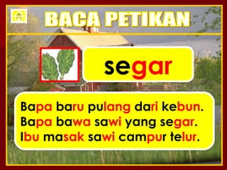 se gar Ba pa  ba ru  pu lang  da ri  ke bun . Ba pa  ba wa  sa wi  yang se gar . I bu  ma sak  sa wi  cam pu r te lur . BACA PETIKAN 