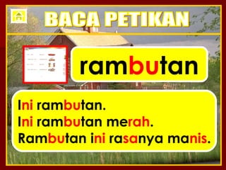 ram bu tan I ni  ram bu tan. I ni  ram bu tan me rah . Ram bu tan i ni  ra sa nya ma nis . BACA PETIKAN 
