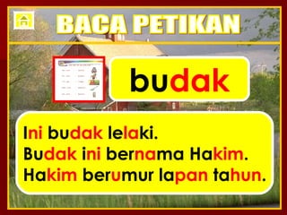 bu dak I ni  bu dak  le la ki. Bu dak  i ni  ber na ma Ha kim . Ha kim  ber u mur la pan  ta hun . BACA PETIKAN 