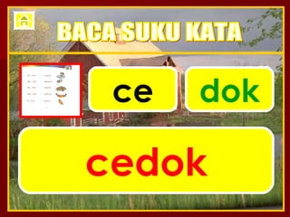 ce dok cedok BACA SUKU KATA 