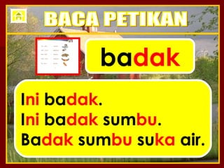 ba dak I ni  ba dak . I ni  ba dak  sum bu . Ba dak  sum bu  su ka  air. BACA PETIKAN 