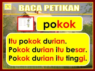 po kok I tu  po kok  du rian . Po kok  du rian  i tu  be sar . Po kok  du rian  i tu  ting gi . BACA PETIKAN 
