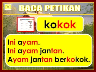 ko kok I ni  a yam . I ni  a yam  jan tan . A yam  jan tan  ber ko kok. BACA PETIKAN 