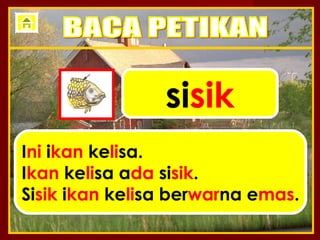 sisik
Ini ikan kelisa.
Ikan kelisa ada sisik.
Sisik ikan kelisa berwarna emas.
 