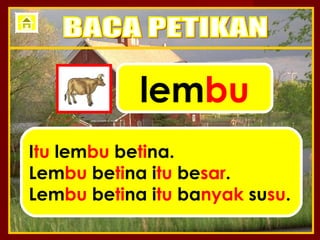 lembu
Itu lembu betina.
Lembu betina itu besar.
Lembu betina itu banyak susu.
 