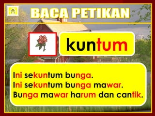kuntum
Ini sekuntum bunga.
Ini sekuntum bunga mawar.
Bunga mawar harum dan cantik.
 