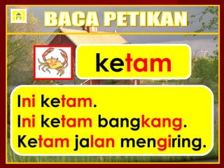 ketam
Ini ketam.
Ini ketam bangkang.
Ketam jalan mengiring.
 