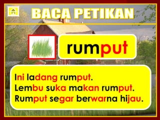 rumput
Ini ladang rumput.
Lembu suka makan rumput.
Rumput segar berwarna hijau.
 