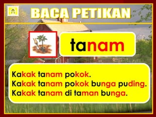 tanam
Kakak tanam pokok.
Kakak tanam pokok bunga puding.
Kakak tanam di taman bunga.
 