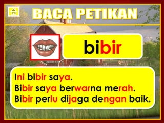 bibir
Ini bibir saya.
Bibir saya berwarna merah.
Bibir perlu dijaga dengan baik.
 